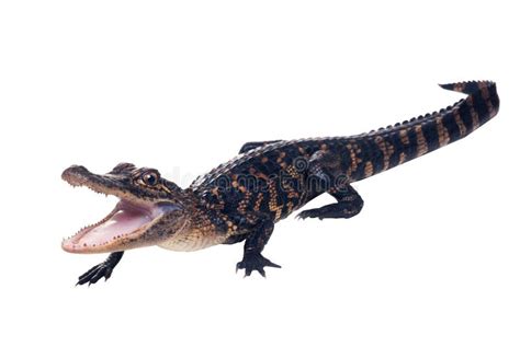 Alligator längd